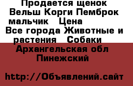 Продается щенок Вельш Корги Пемброк мальчик › Цена ­ 65 000 - Все города Животные и растения » Собаки   . Архангельская обл.,Пинежский 